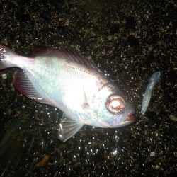 奄美大島 3回目のチャレンジ その1