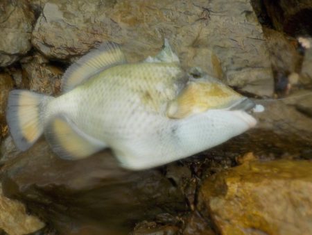 奄美大島　3回目のチャレンジ　その２