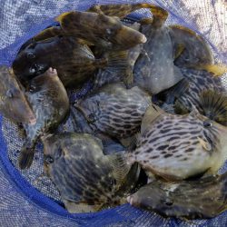 カワハギ ウマズラ