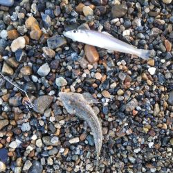 ちょい投げキス