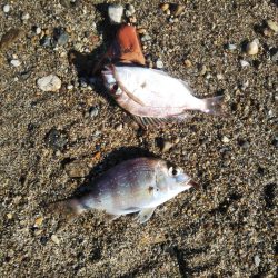 ちょい投げキスⅡ