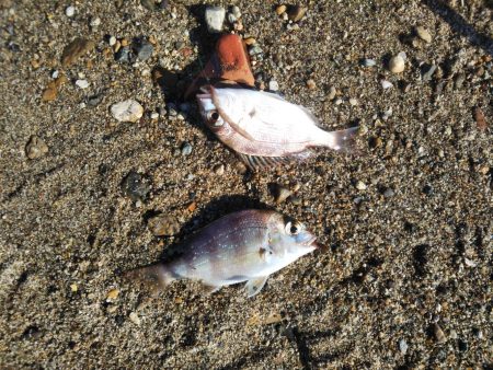 ちょい投げキスⅡ