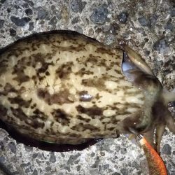 新子の成長が速い