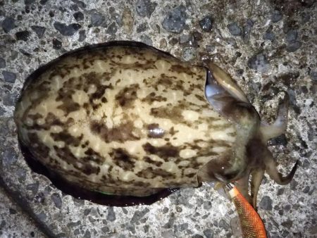 新子の成長が速い