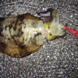 雨が降る前のエギング釣行