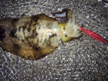 雨が降る前のエギング釣行