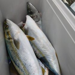 渋めの中サゴシ