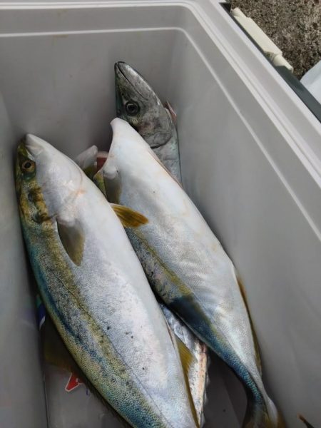 渋めの中サゴシ