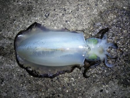 今季アオリイカ記録再更新