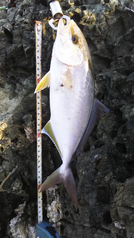 秋の青物狙いpart 2