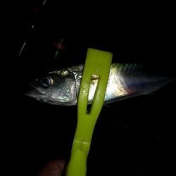 太刀魚とアジの様子を見に近場調査