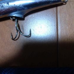 まさかのメジロ！