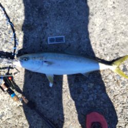 ショアジギングでサゴシ、飲ませでメジロ