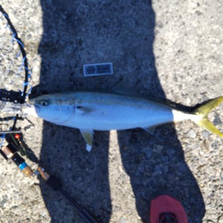 ショアジギングでサゴシ、飲ませでメジロ