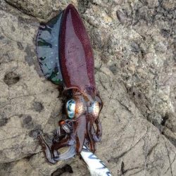 久しぶりのエギング