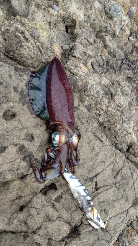 久しぶりのエギング