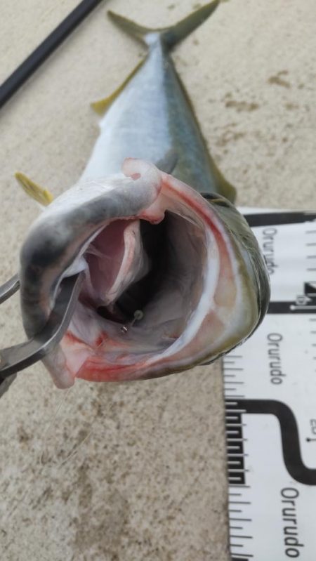 必死のランディング