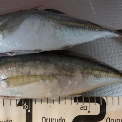 満足のナイトゲーム