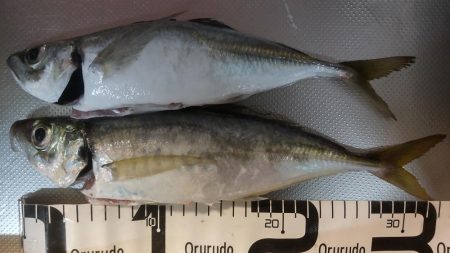 満足のナイトゲーム