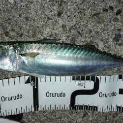 ナイトゲーム楽しかった!