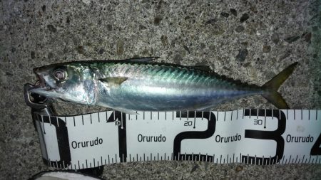 ナイトゲーム楽しかった!