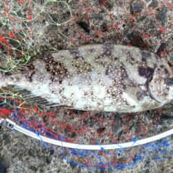 青物いないけどアジがでかいです!