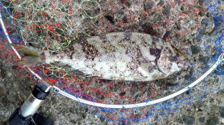 青物いないけどアジがでかいです!