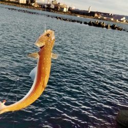 タチウオとイケカツオ？