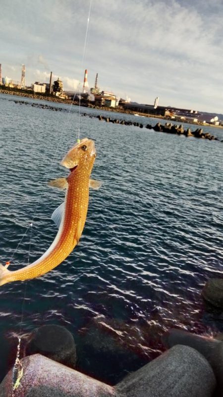 タチウオとイケカツオ？