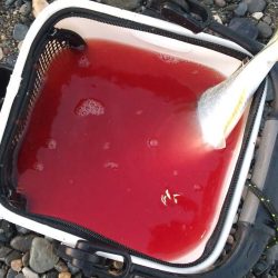 サーフエギング