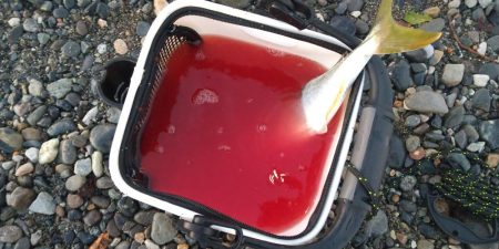 サーフエギング