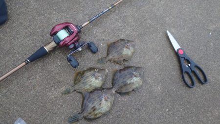 ボウズ逃れのカワハギ