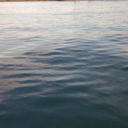 混雑ポイントでハマチ