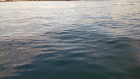 混雑ポイントでハマチ