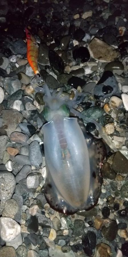 サーフエギング