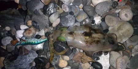 アオリイカエギング終盤