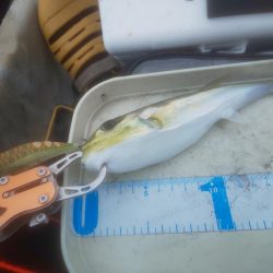 イカ渋すぎやで!