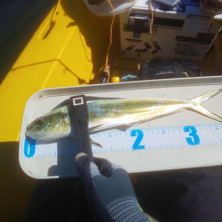 ペンペン＆サバフグ大暴れ