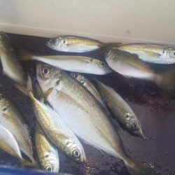 大潮だったのに