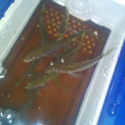 エギングとヤエン