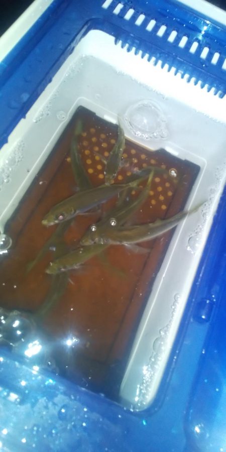 エギングとヤエン