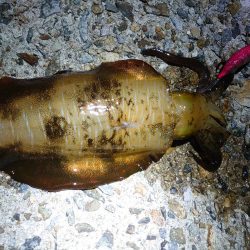 秋アオリイカ終盤戦