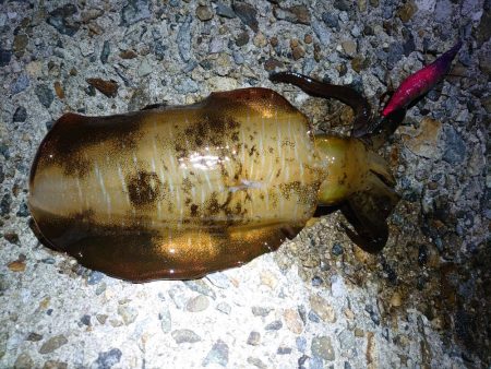 秋アオリイカ終盤戦