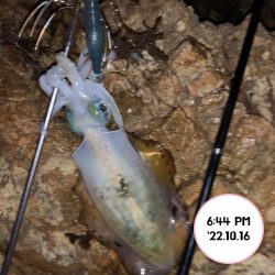 エギング夕まづめ