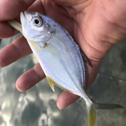 夜メッキから朝練メッキで最後にヒラメ!