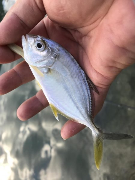 夜メッキから朝練メッキで最後にヒラメ!