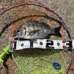 2枚のみだったが楽しめた