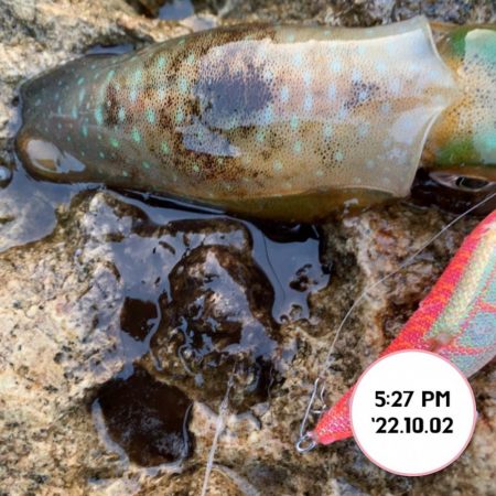 エギング夕まづめ