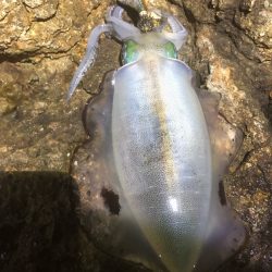 2022 佐渡ヶ島エギング 20回目【9月30日】