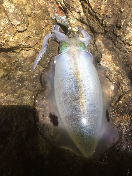 2022 佐渡ヶ島エギング 20回目【9月30日】